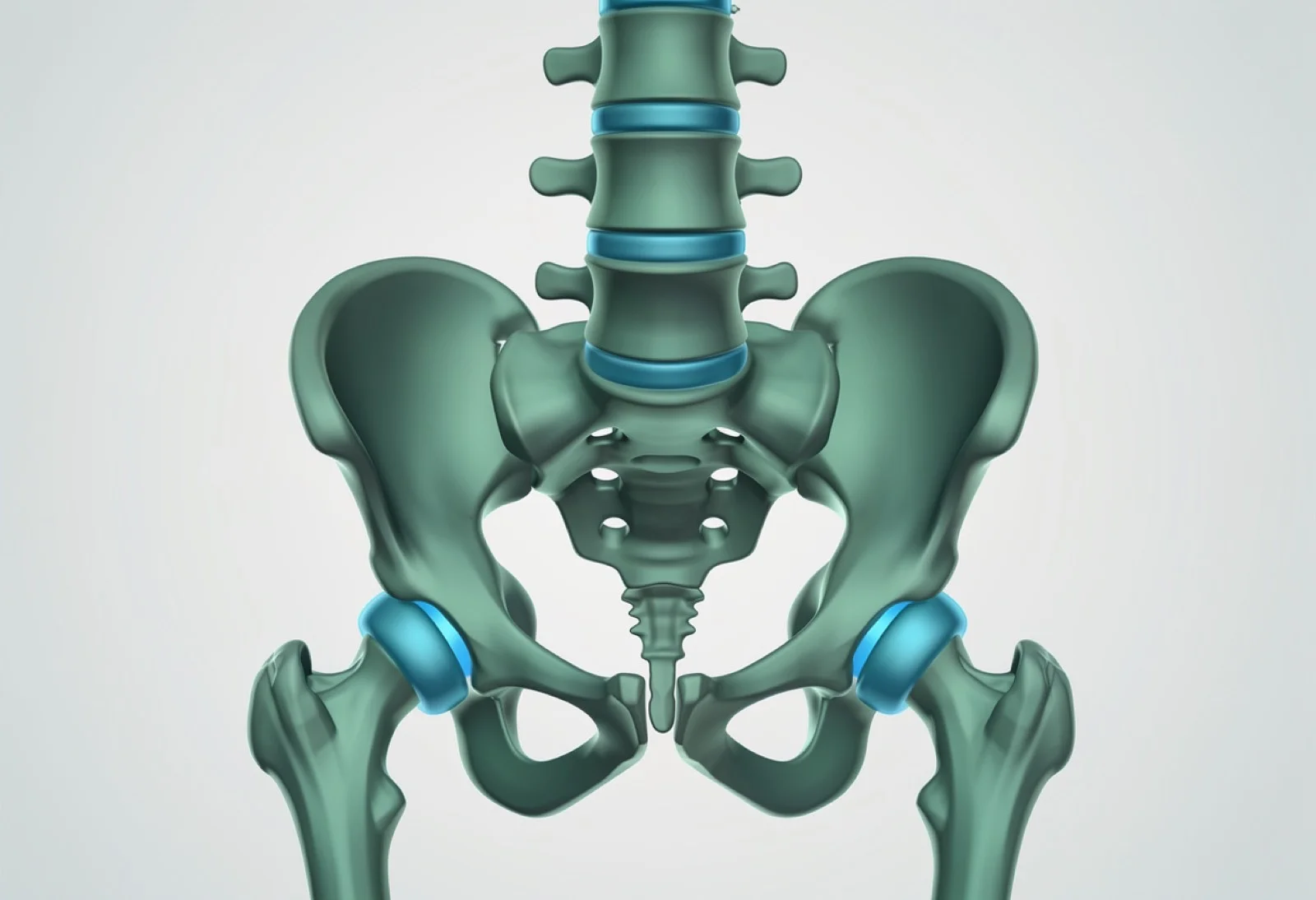 Spine anatomy showing disc, facet joints and ligaments