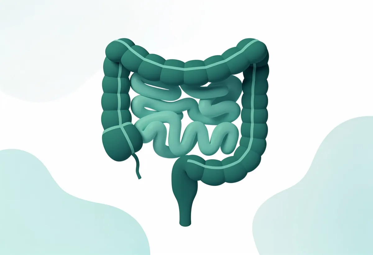 Digestive system illustration