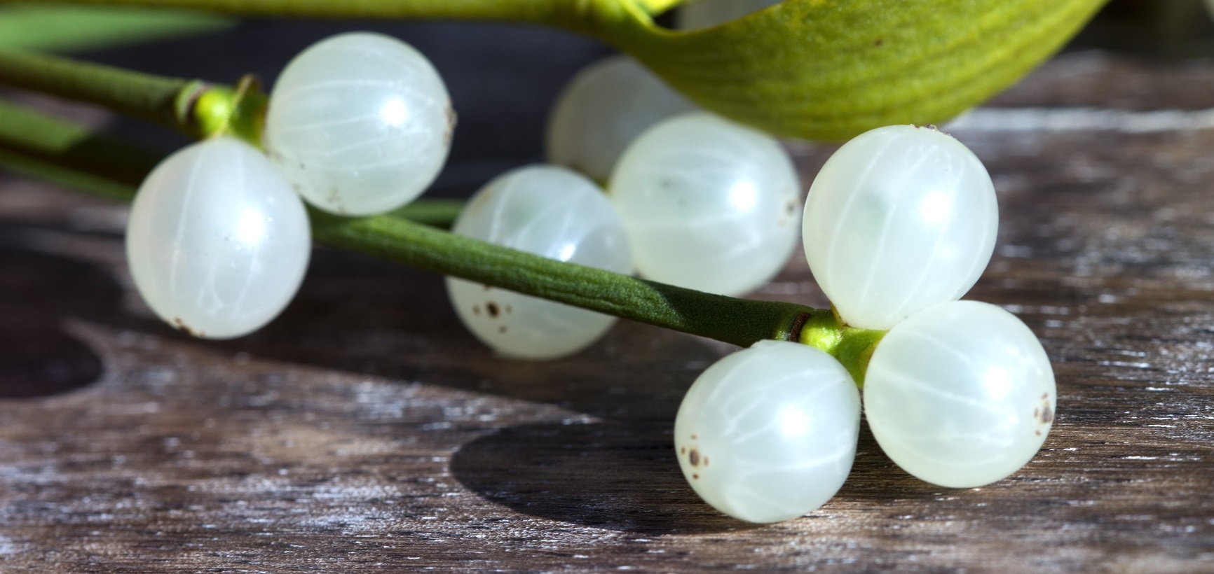 Mistletoe: a cancer treatment