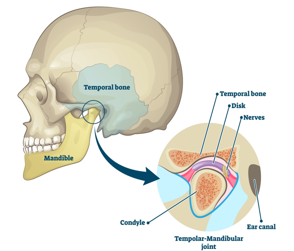 TMJ anatomical diagram