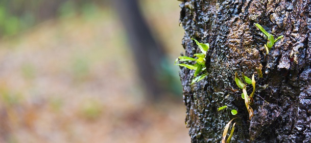 Mistletoe on tree - Cancer
